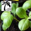 Aussaterde für Kräuter - Basilikum Kokosblumenerde
